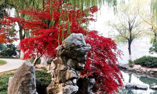 水凤菜的作用与功效-水凤仙图片-水仙有什么功效,中国水凤仙的功效网站