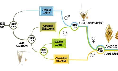 水凤仙图片-水仙有什么功效,中国水凤仙的功效网站